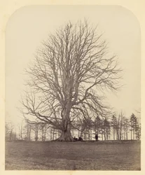 Große Buche auf Manor Hill